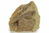 Sandstone With Hadrosaur Tooth, Tendon & Bone - Wyoming #227488-1